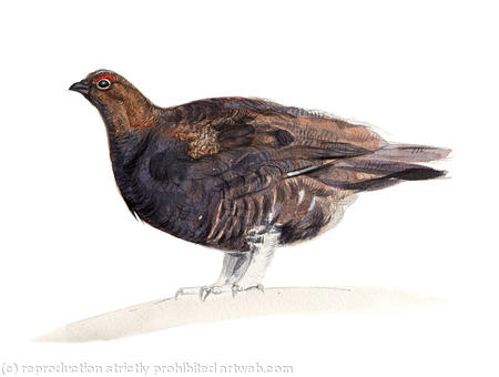 Red Grouse