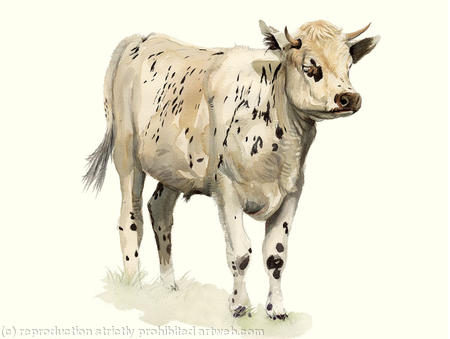 Normandy Cow