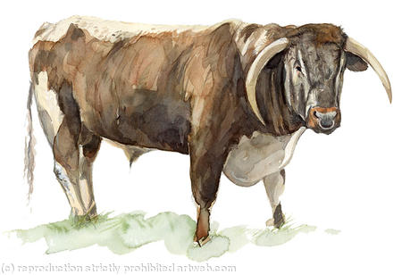 Longhorn Bull