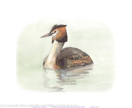 Great Crested Grebe