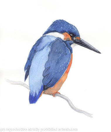 Kingfisher 2