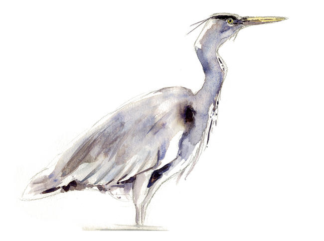 Heron