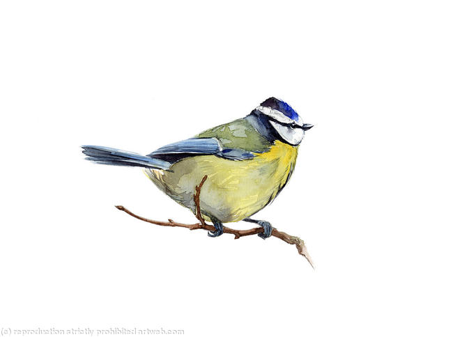 Bluetit