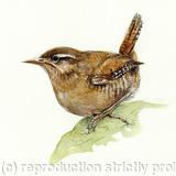 Wren - Signed giclee print. Supplied mounted and cellophane wrapped.