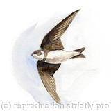 Sand Martin - Signed giclee print. Supplied cellophane wrapped.