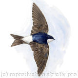 House Martin - Signed giclee print. Supplied cellophane wrapped.