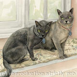 Mr Steffan's Burmese cats - Watercolour