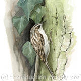Treecreeper - Signed giclee print. Supplied mounted and cellophane wrapped.