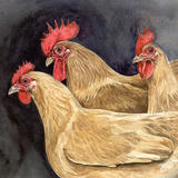 Buff Rock Trio - Signed giclee print. Supplied mounted and cellophane wrapped.