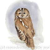 Tawny Owl - Signed giclee print. Supplied mounted and cellophane wrapped.