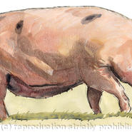 Gloucestershire Old Spot Pig