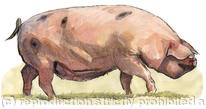Gloucestershire Old Spot Pig