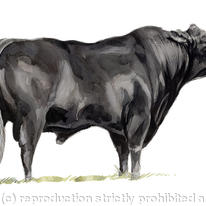 Aberdeen Angus Bull
