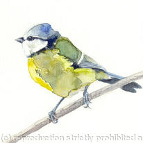 Blue Tit