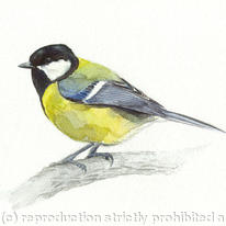 Great Tit