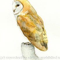 Barn Owl