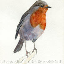Robin