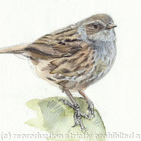 Dunnock