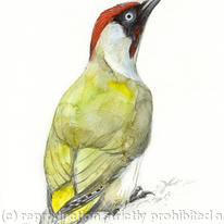 Green Woodpecker