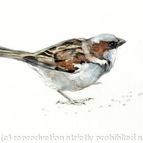 House Sparrow