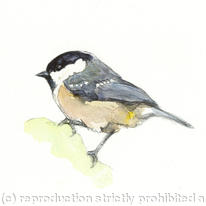 Coal tit
