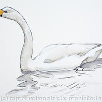 Whooper Swan
