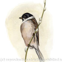 Reed Bunting