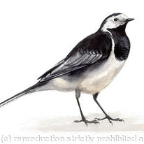 Pied Wagtail