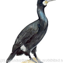 Cormorant