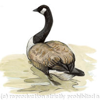 Canada Goose