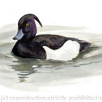 Tufted Duck