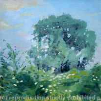 Ash tree - evening light