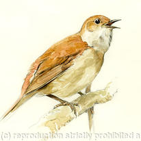 Nightingale