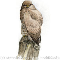 Common Buzzard