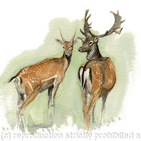 Fallow Deer