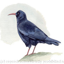 hidden Chough