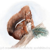 Red Squirrel