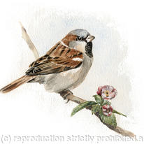 House Sparrow with blossom