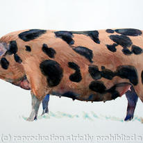 Oxford Sandy & Black - The 'Plum Pudding Pig'