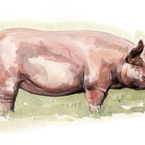 Middle White Pig | £25 | | Signed giclee print. Supplied mounted and cellophane wrapped. Middle White Pig