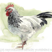 White Sussex 