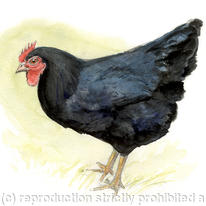 Australorp