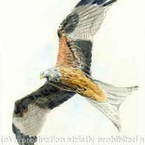 Red Kite 2