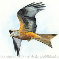 Red Kite 1