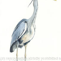 Heron