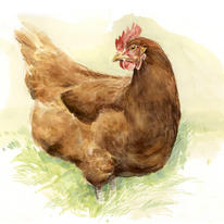 Bovans Goldline Hen