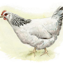 White Sussex Hen