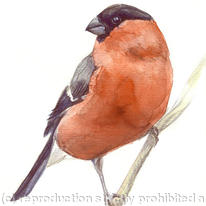 Bullfinch