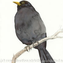 hidden Blackbird 1
