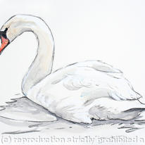 hidden Mute Swan